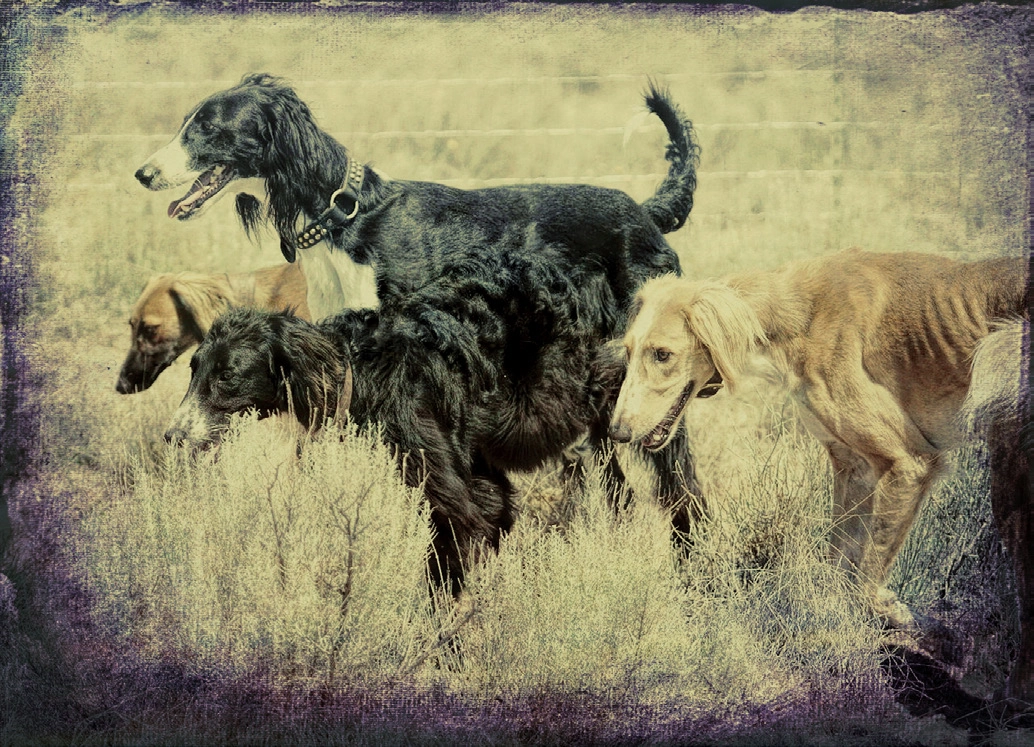 Hrtovi centralne Azije