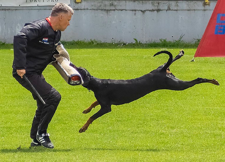 IDC - Svjetsko prvenstvo u radu dobermana