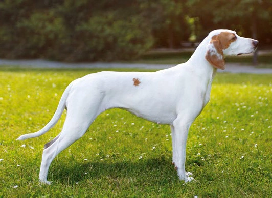 Istarski gonič kratke dlake