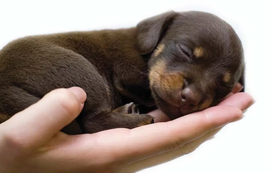 Kako izabrati štene ?