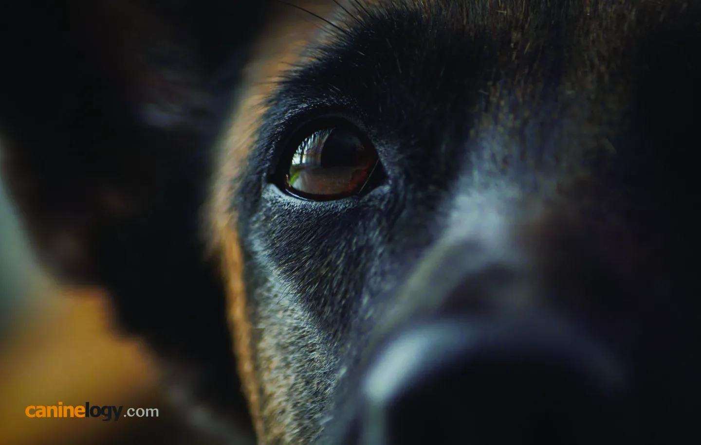 Kad pas postane trener