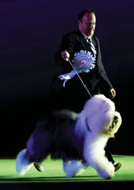 KAKO ZAPOČETI SVOJ KINOLOŠKI PUT