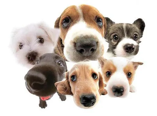 Koliko često veterinaru?