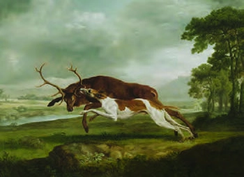 Kretanja hrtova: psi stvoreni za brzinu