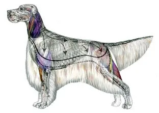 ZOOTEHNIČKA MJERENJA KOD PASA