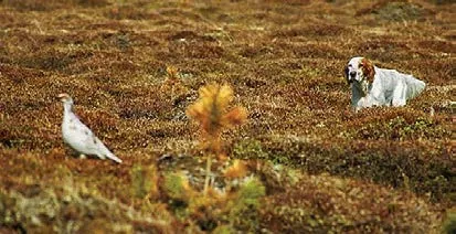 Obuka lovačkih pasa