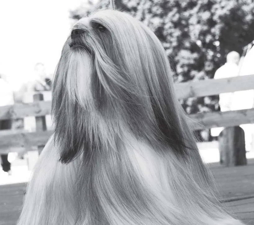 IZLOŽBENA RING DRESURA