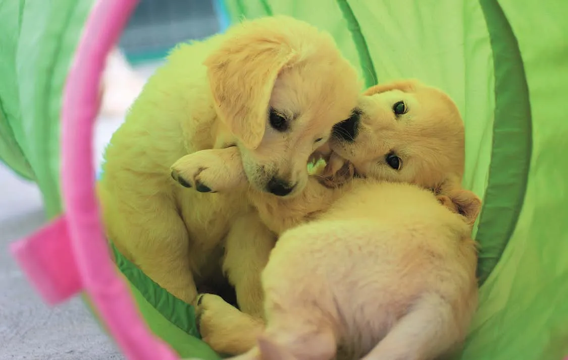 Zašto je važna socijalizacija ?