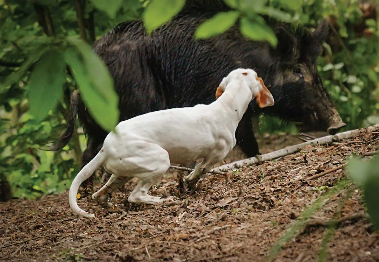 Stil lova hrvatskih goniča