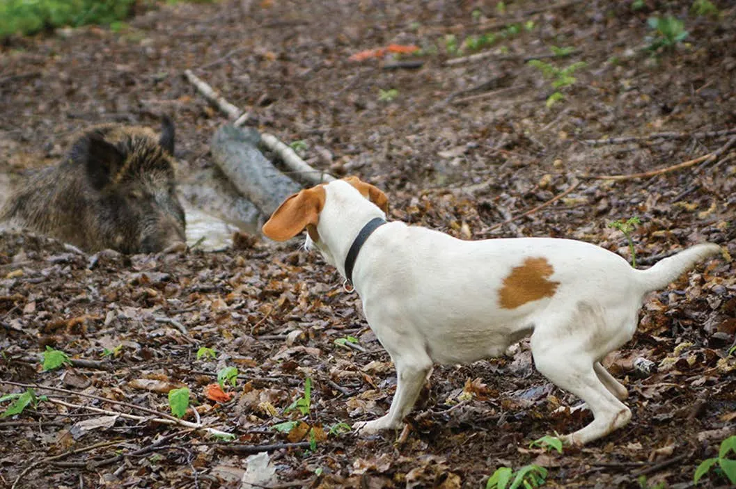 U lovištu s goničem