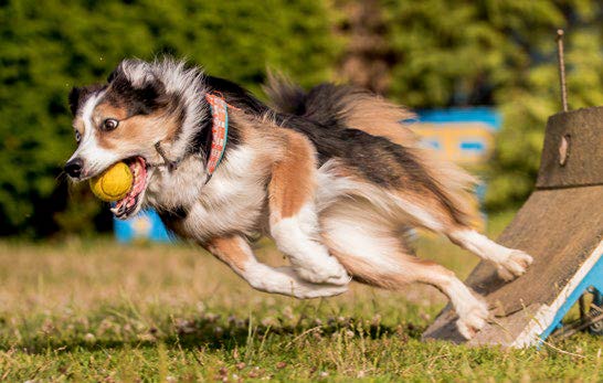 Sportska radna kinologija