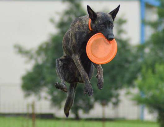 Zanimljivosti iz psećeg svijeta