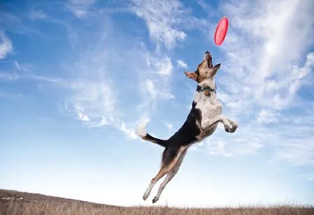 Komunikacija sa psom kroz trikove i kliker trening