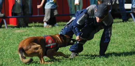 NAGONI, NAGONI, NAGONI…