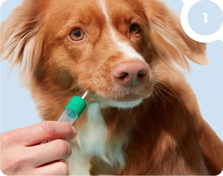 Što zapravo otkriva DNK testiranje?