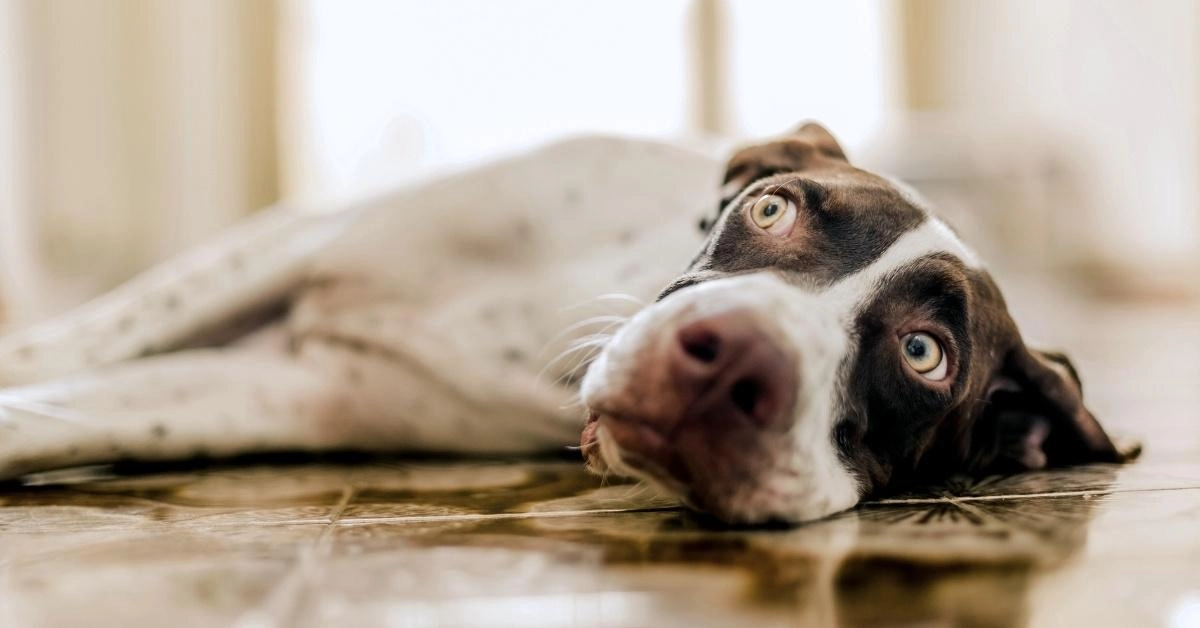 Epilepsija: što učiniti kada pas dobije napad