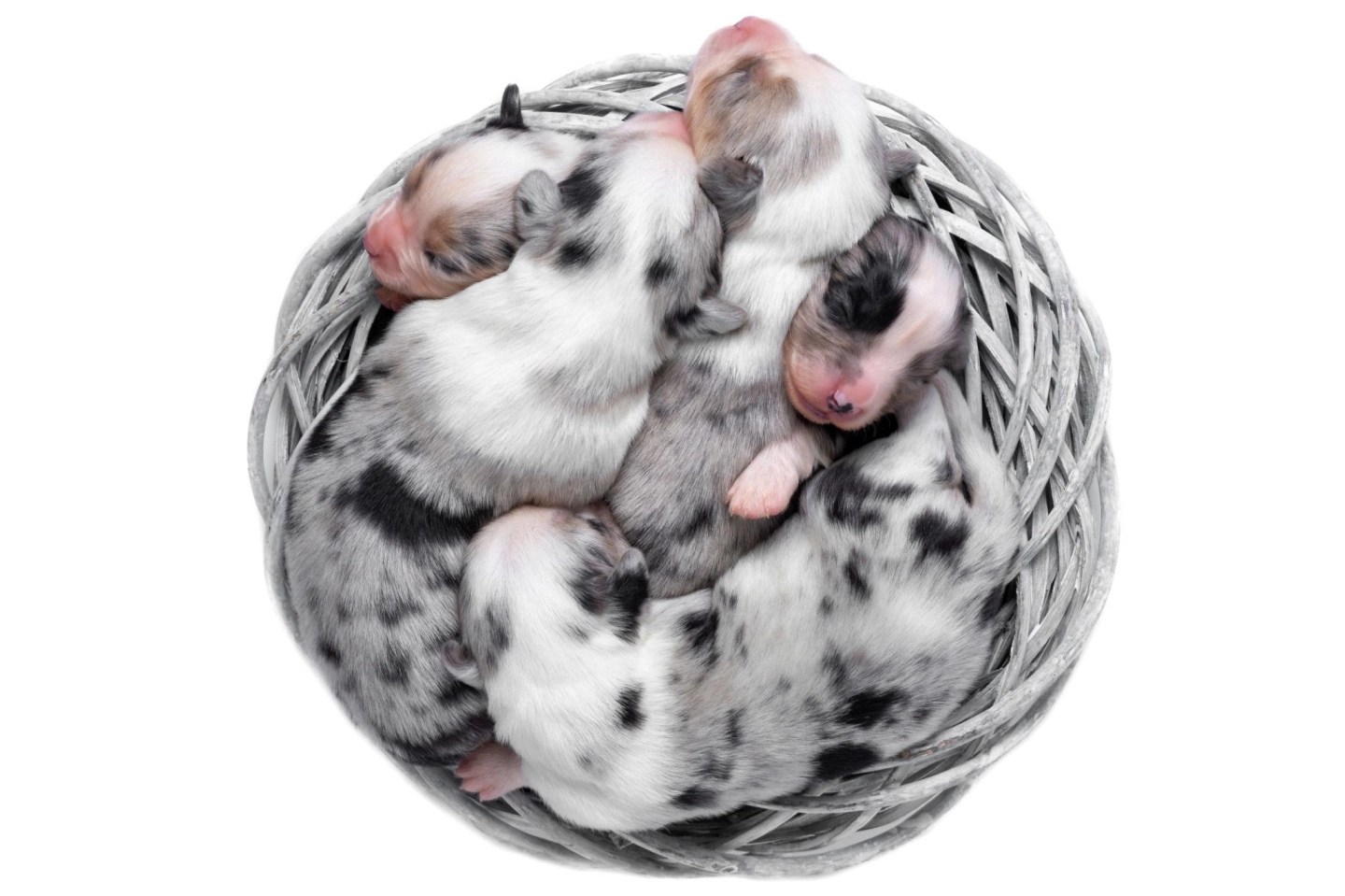 Herpes virus kod pasa: tihi rizik za štence