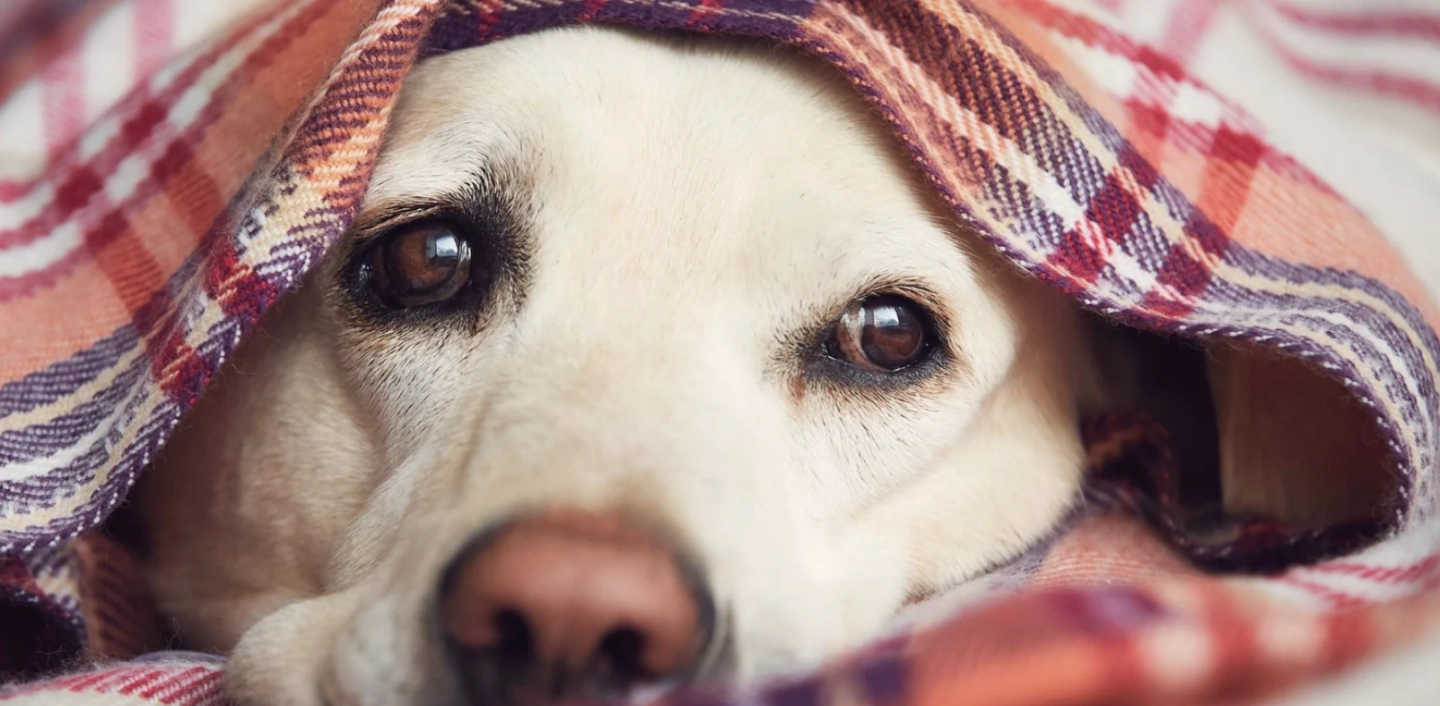 Hipotireoidizam kod pasa