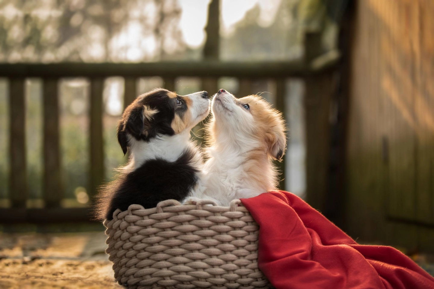 Hormoni u službi uzgajivača