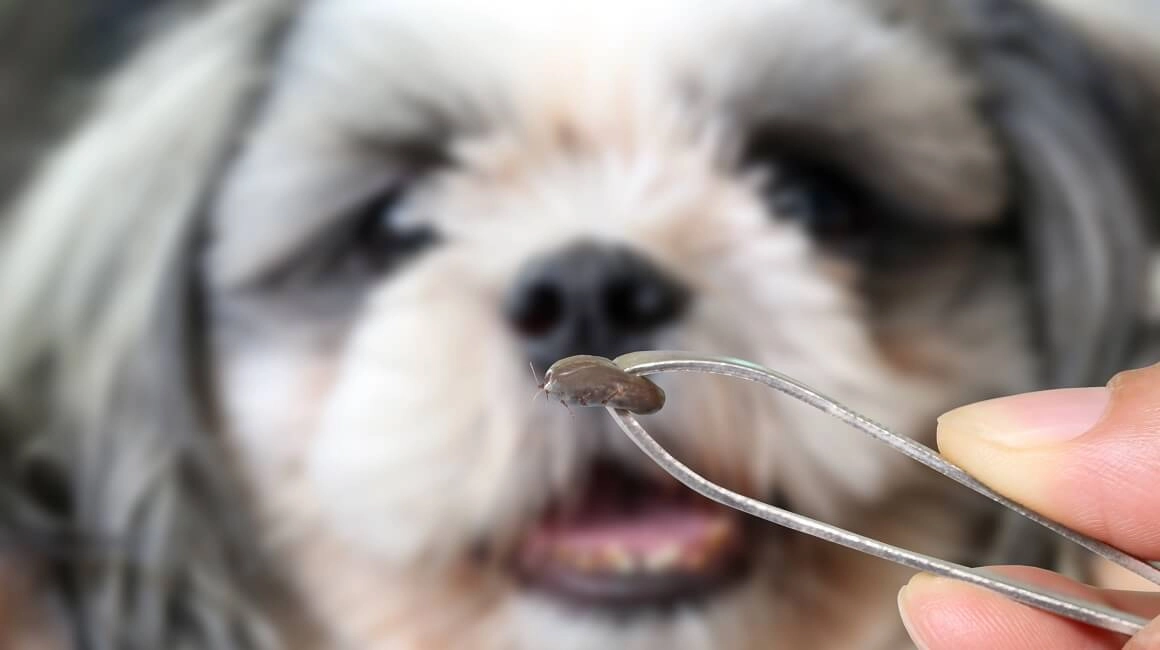 Krpelji i piroplazmoza