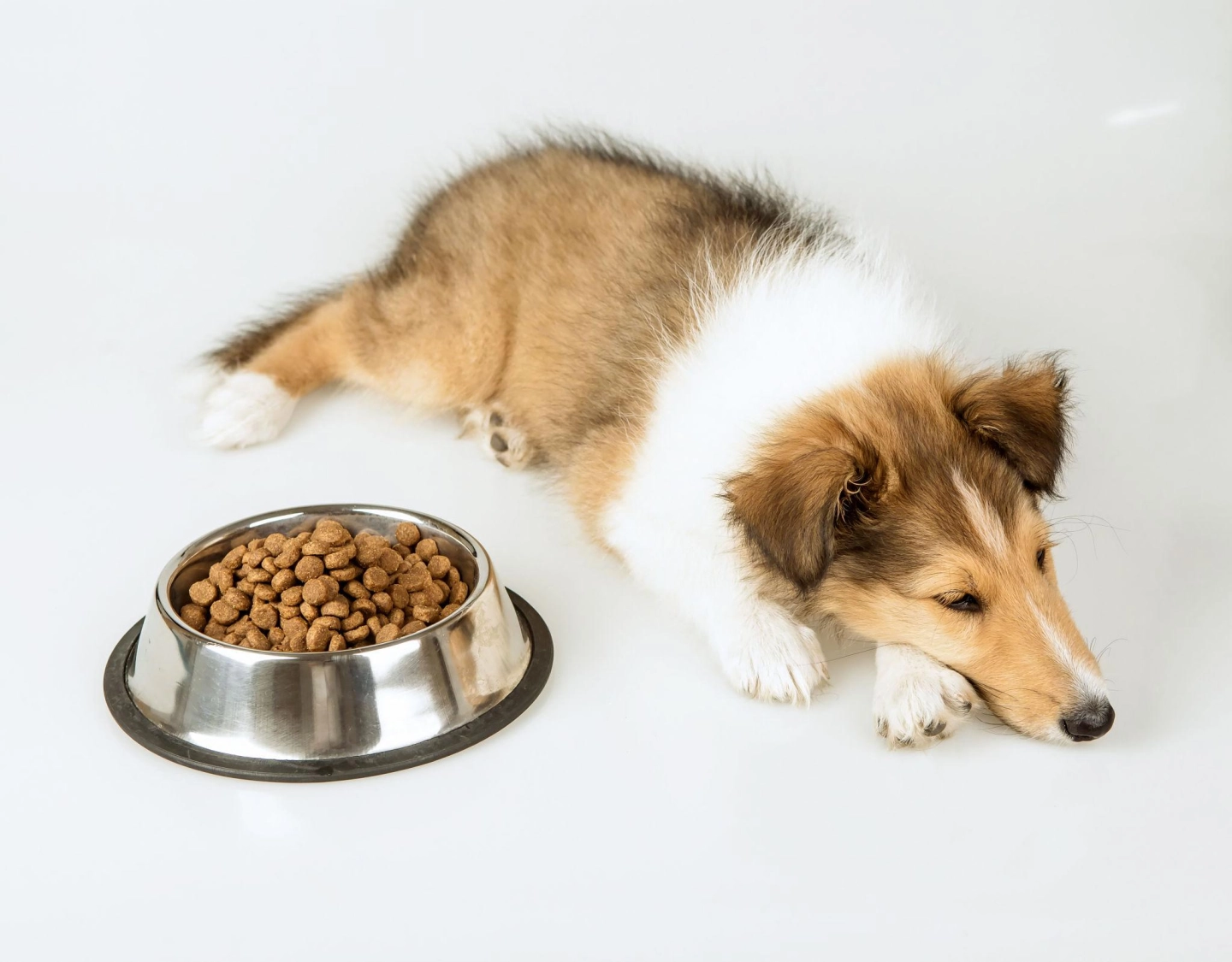 Proljev i povraćanje kod pasa: kada reagirati?