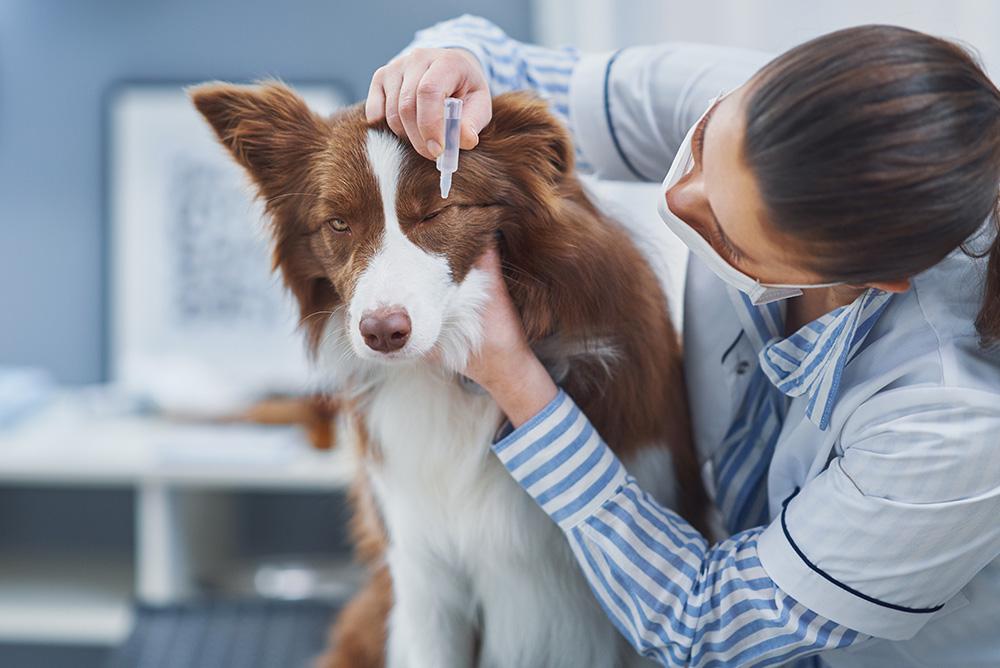 Higijena psa: temelj zdravog suživota