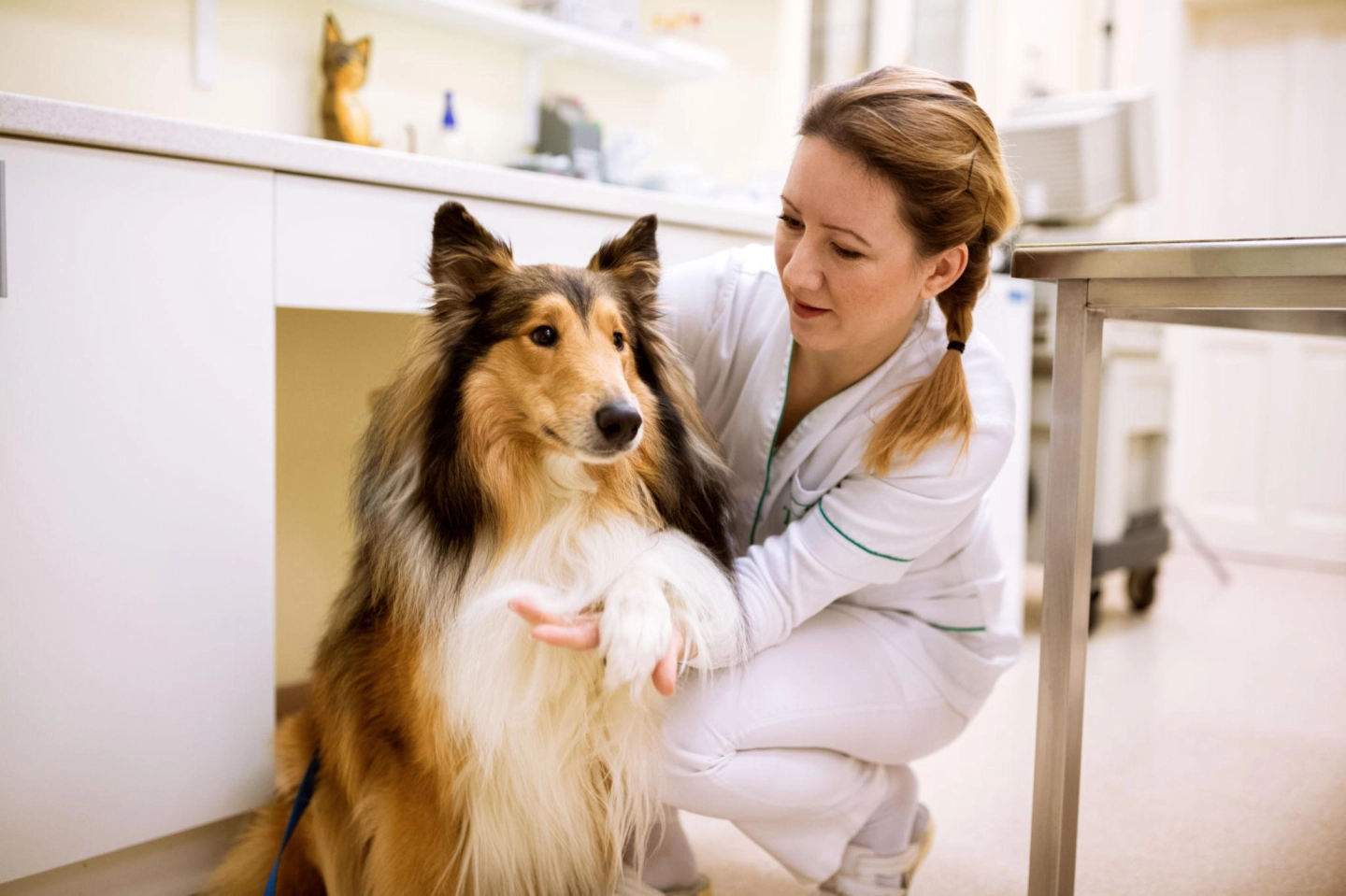 Koliko često voditi psa veterinaru