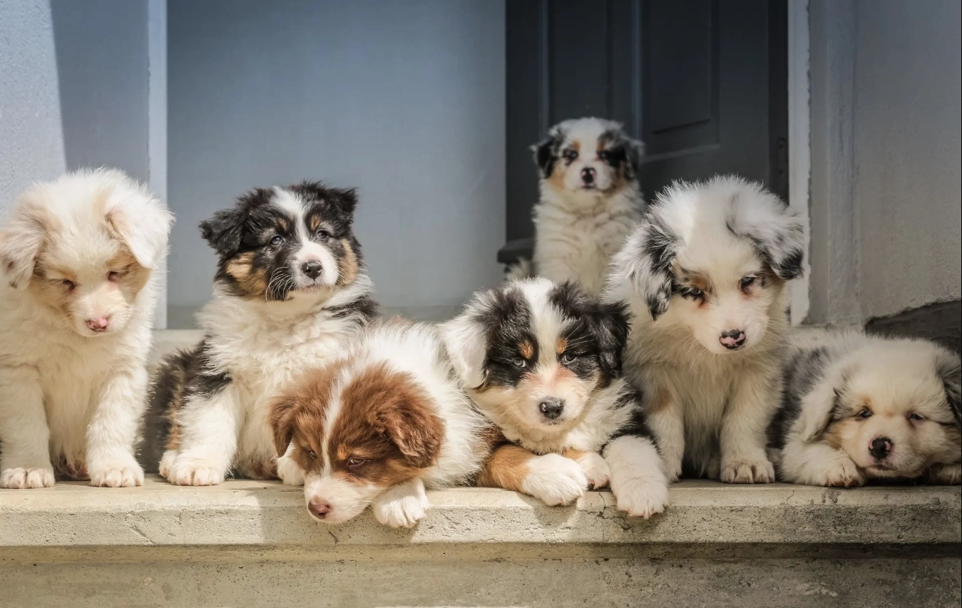 Nabavka psa nije impulsivna odluka