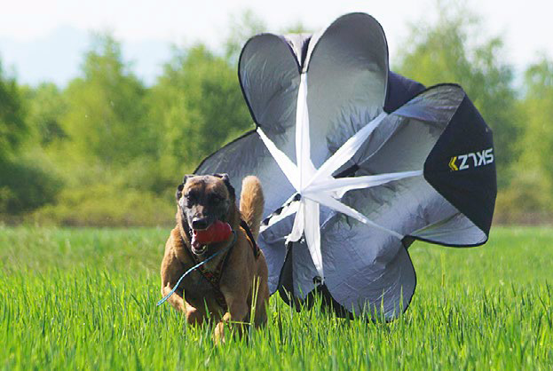 Akrtivan senior - sretan pas